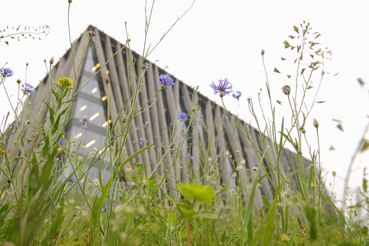 (c) Toms Grīnbergs, Latvijas Universitāte.